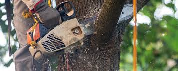 Best Lot and Land Clearing  in Hawthorne, NJ