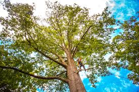 Best Seasonal Cleanup (Spring/Fall)  in Hawthorne, NJ