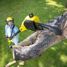 How Our Tree Care Process Works  in  Hawthorne, NJ