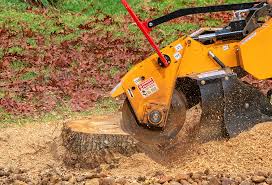 Best Tree Removal  in Hawthorne, NJ