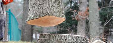 Best Tree Disease Treatment  in Hawthorne, NJ