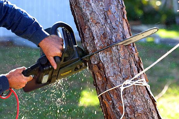  Hawthorne, NJ Tree Care Pros