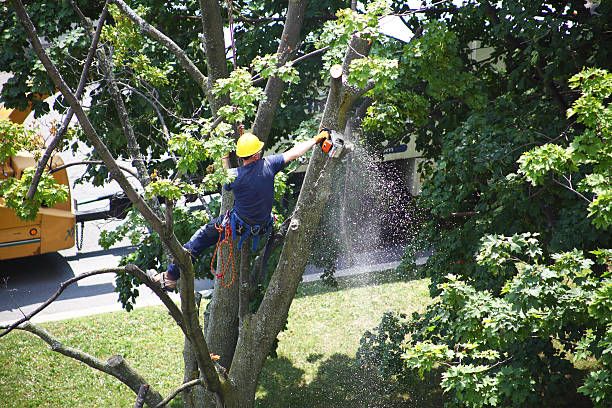 Lawn Watering Services in Hawthorne, NJ