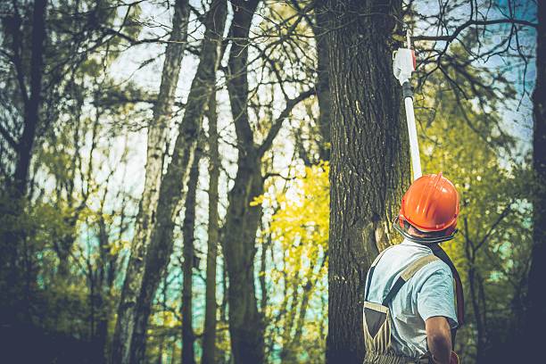 Professional Tree Care in Hawthorne, NJ